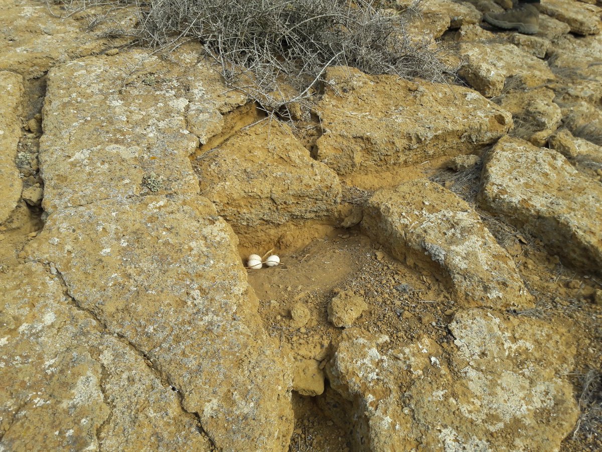 The variation in nest sites, however, is remarkable, incl. some very exposed sites, even with deeper caves nearby. The nest in these pics is sheltered from prevailing winds (coming from left) but lacks a roof to provide shade. Perhaps inexperienced young parents?  #EF2019 [49/n]