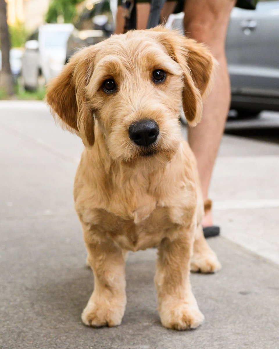 thedogist's tweet photo. Hank, Mini Goldendoodle (6 m/o), 16th &amp; 8th Ave., New York, NY • “He’s terrified of the mechanical dog we won at a carnival.” https://t.co/JRUAUwjHTY