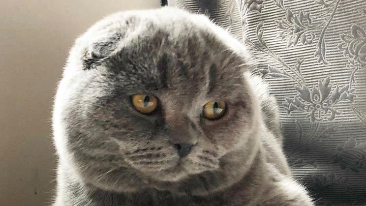 akweitzman's tweet photo. Happy #InternationalCatDay from Percy.  Boston's A#1 #Berniecat #SocialJusticeKitty #Bernie2020 https://t.co/3NkWGfJVtL