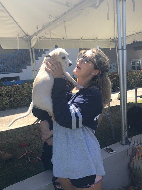 rusvmdean's tweet photo. Our students are preparing for their examinations at @RossVetSchool and nothing helps relieve examination stress like #dogtherapy. #stressbusterweek https://t.co/kPMSa3zLZq