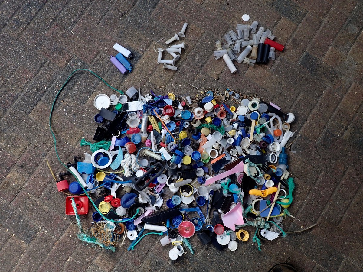 Uurtje "klein spul" rapen over een afstand van 30mtr aangespoeld zeewier nabij #kornwerderzand aan <a href="/WerelderfgoedWZ/">Waddenzee Werelderfgoed</a>