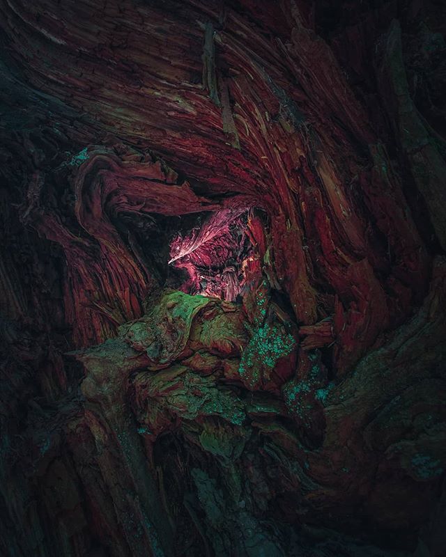 TurnToSideB's tweet photo. The colours you find in nature....just push the roots beyond the boundaries. 
#shotonmoment #lightroom https://t.co/WiVDTxDaLz https://t.co/AIKSUcTwko