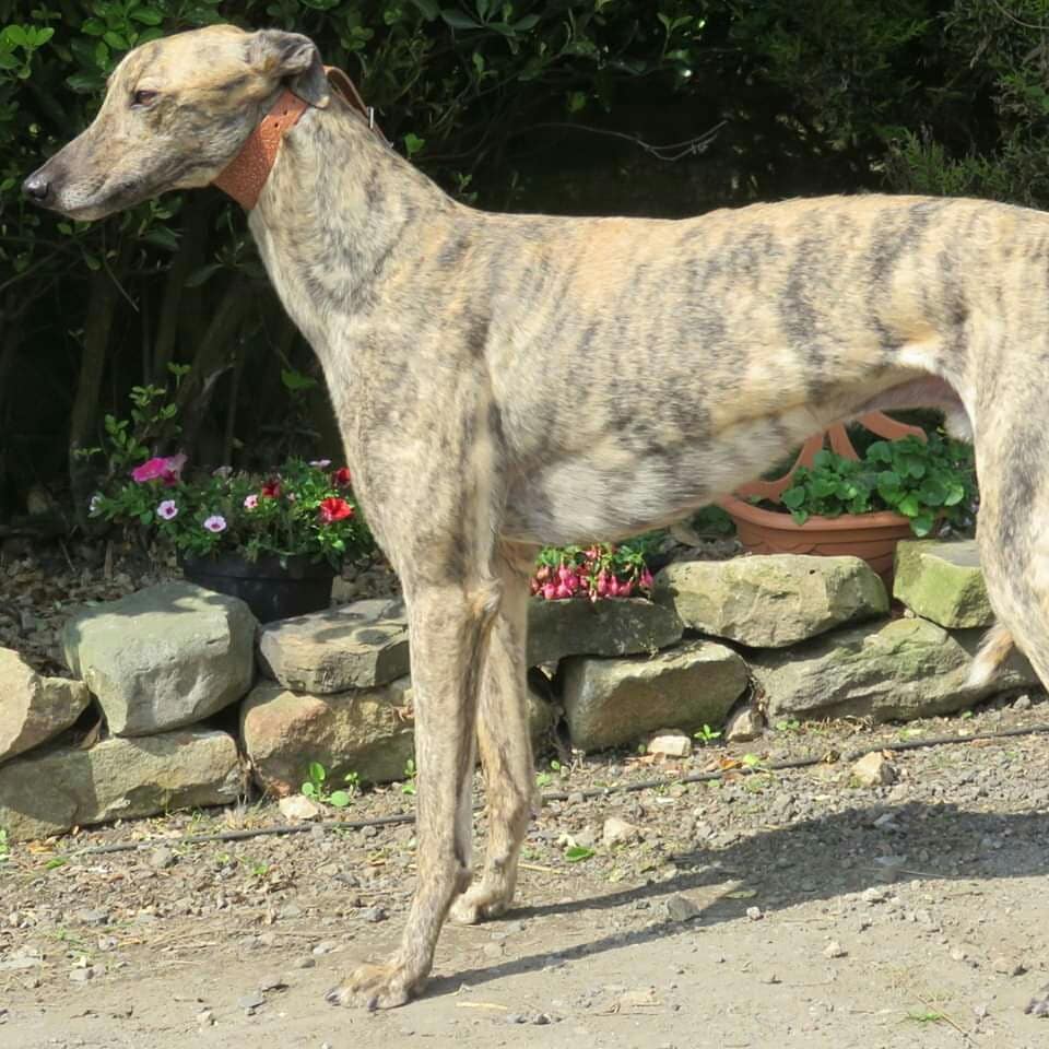 DurhamRetired's tweet photo. Jack would love a forever home to call his own. Give Alison a call 0787 6077093, she'll tell you all about Jack and might just convince you to come and meet him (or any of our other 30+ greys who are also looking for love) @SunderlandDogs #lookingforlove #beautifulbrindle https://t.co/cSifTJaq7g
