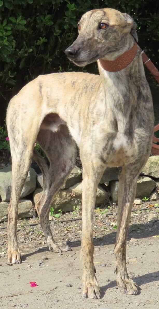 DurhamRetired's tweet photo. Jack would love a forever home to call his own. Give Alison a call 0787 6077093, she'll tell you all about Jack and might just convince you to come and meet him (or any of our other 30+ greys who are also looking for love) @SunderlandDogs #lookingforlove #beautifulbrindle https://t.co/cSifTJaq7g