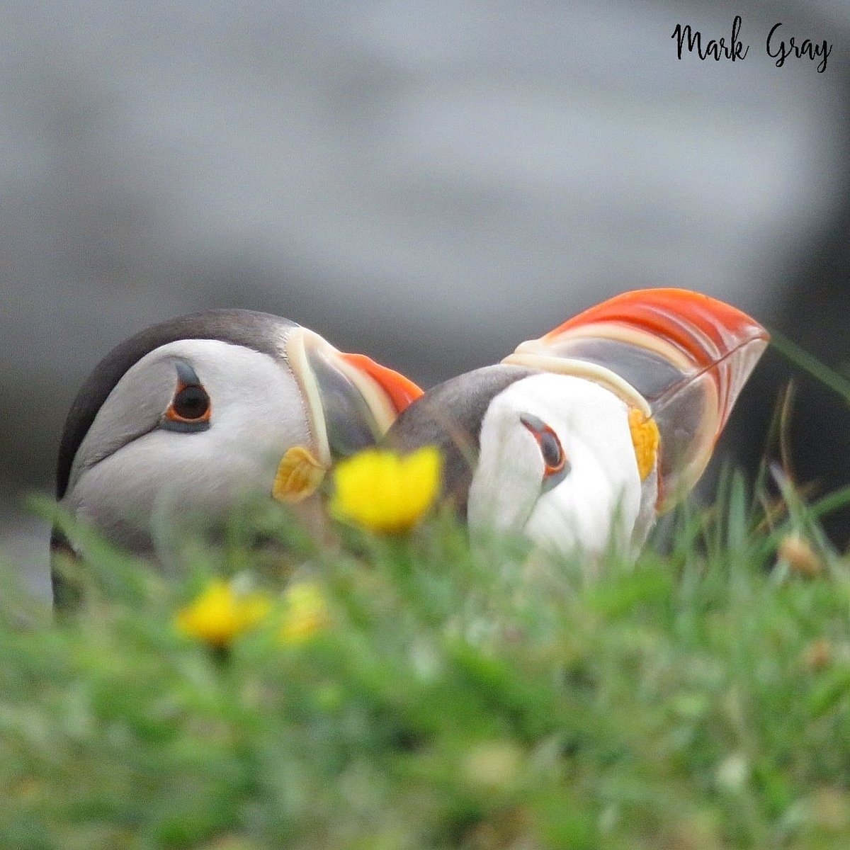 GrayMarker99's tweet photo. Had to share a few more of those beautiful little puffins. 
#nature #explorenl #cbcnl #photography https://t.co/0otpPZ3Cv8
