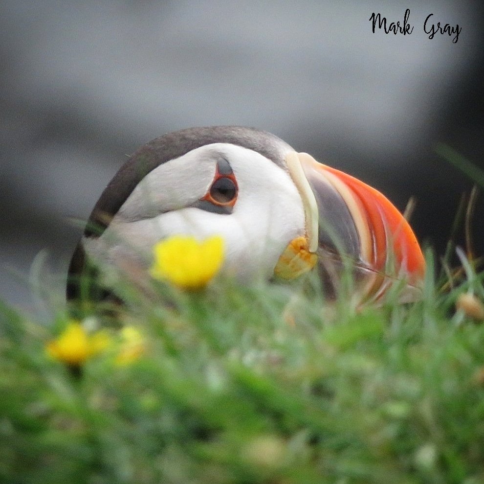 GrayMarker99's tweet photo. Had to share a few more of those beautiful little puffins. 
#nature #explorenl #cbcnl #photography https://t.co/0otpPZ3Cv8