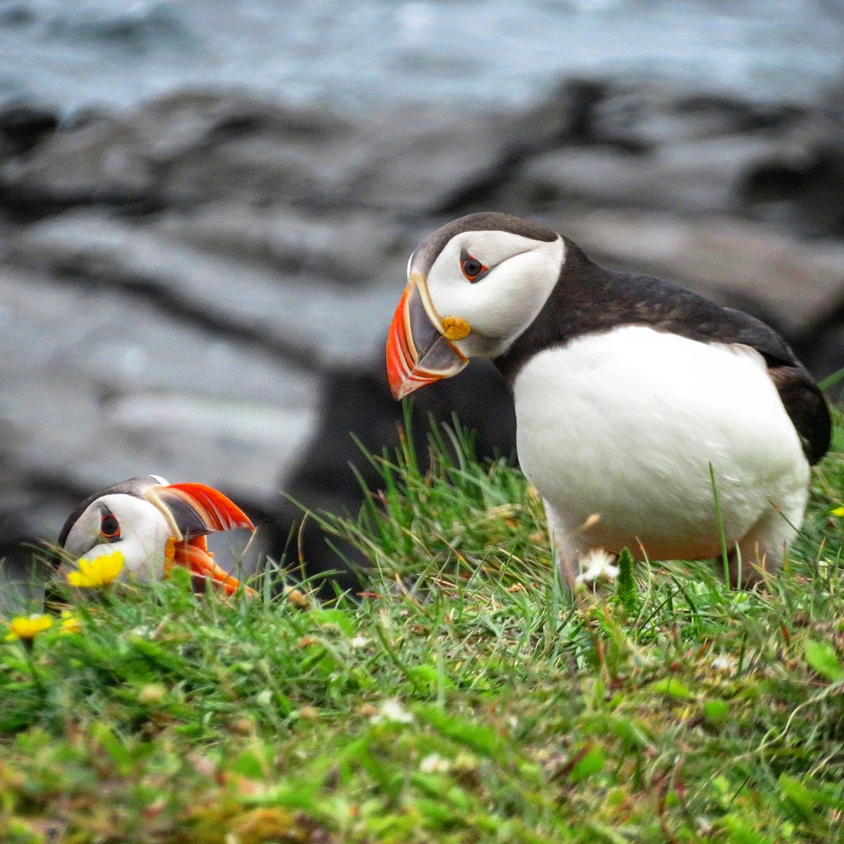 GrayMarker99's tweet photo. Had to share a few more of those beautiful little puffins. 
#nature #explorenl #cbcnl #photography https://t.co/0otpPZ3Cv8