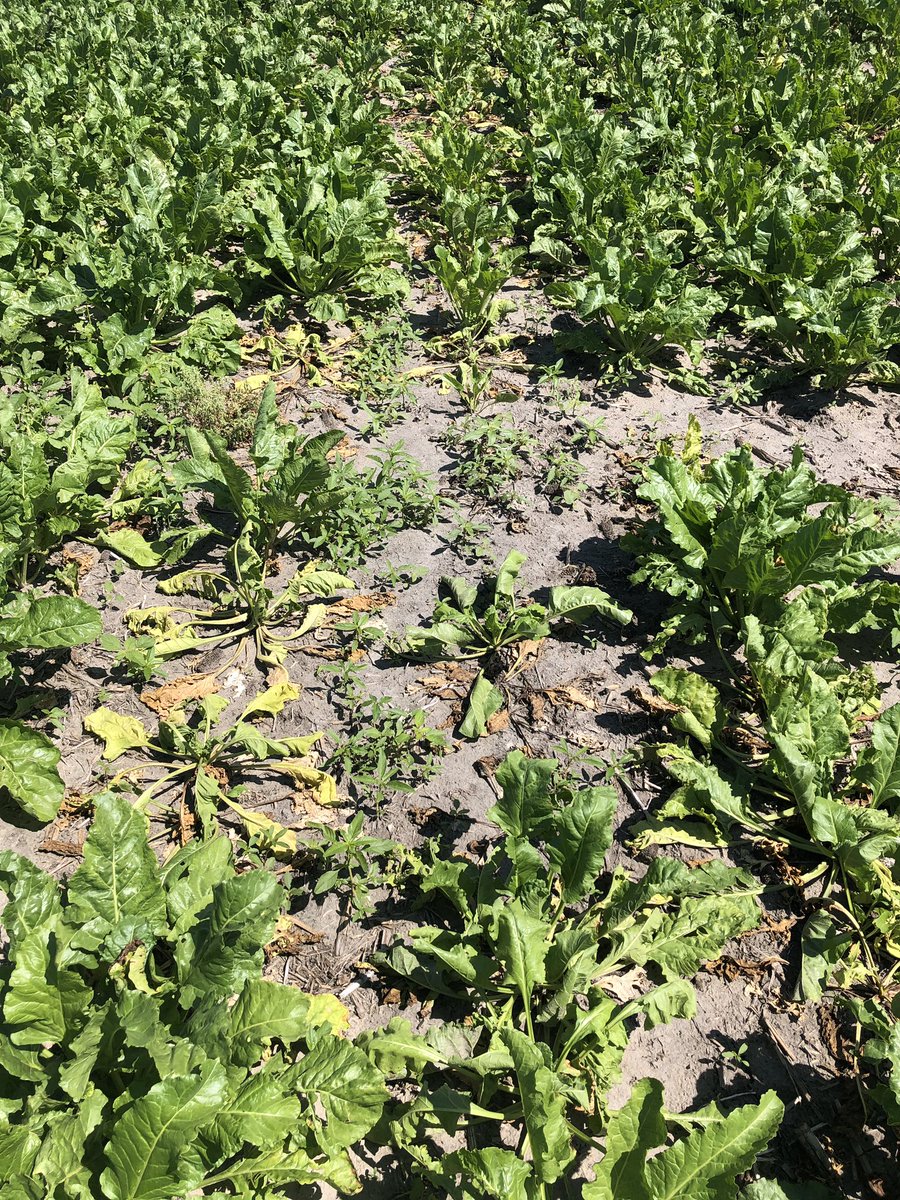 Cody Wahlstrom tweet media