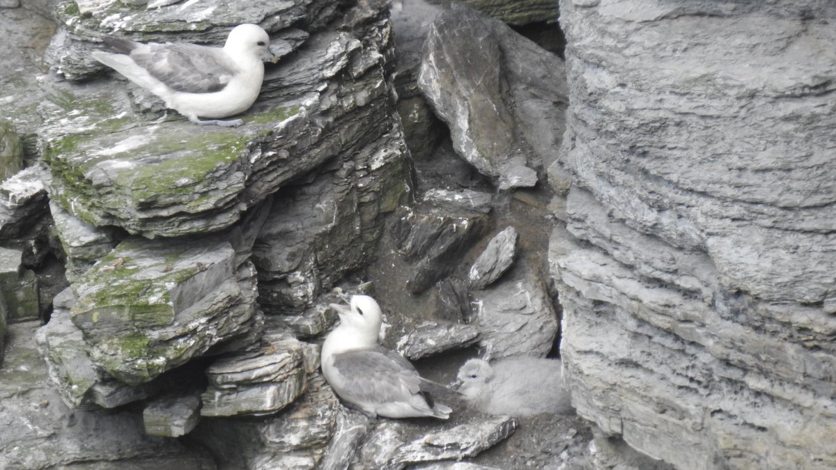 Orkney Islands July 2019 #scottishseabirds