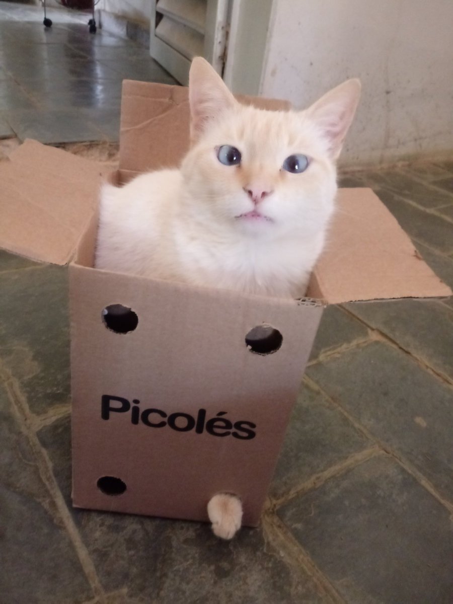 bpworldbr's tweet photo. #InternationalCatsDay 
Nhaaaaaaa❤️ https://t.co/VVqS4mTjL4