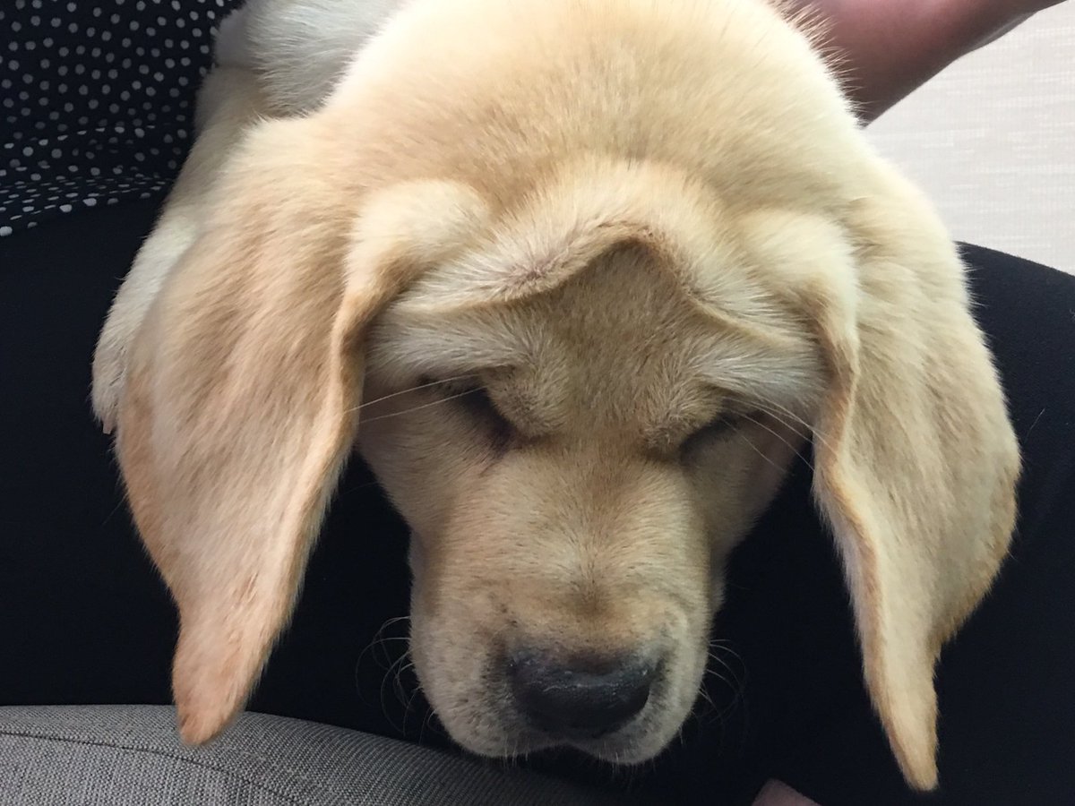 SSDOGS's tweet photo. The Soup puppies had a busy day today! They visited @Keystone_KHS’s IS Department for puppy hugging! Keystone organized several teams to #walkforssd in the Highmark Walk, and the IS team raised the most to support us! Thank you for helping our #dogschangelives! https://t.co/Fl6dM9nwDe