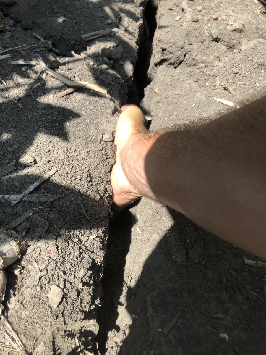 randyniver's tweet photo. Cracks that’ll eat you alive in ECIL. Yes, my hand fits in this guy. #grow19 🤷♂️ @DKAS_CIL #rainsoon https://t.co/fp7s6Bo5iN