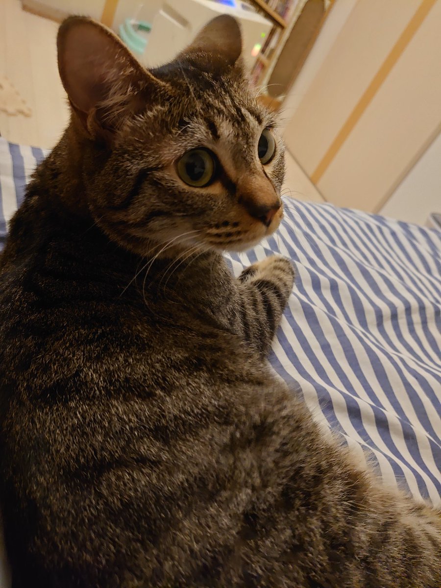 さとうユーキ Twitter પર 猫かわいい ああ猫かわいい 猫かわいい