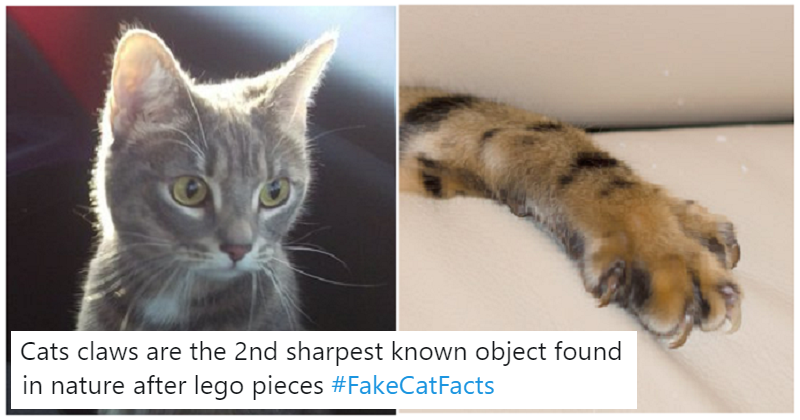 RT @ThePoke: 12 Funny Fake Cat Facts to celebrate #InternationalCatDay 
https://t.co/M9EcbBGzXV https://t.co/USgm1qhl0I