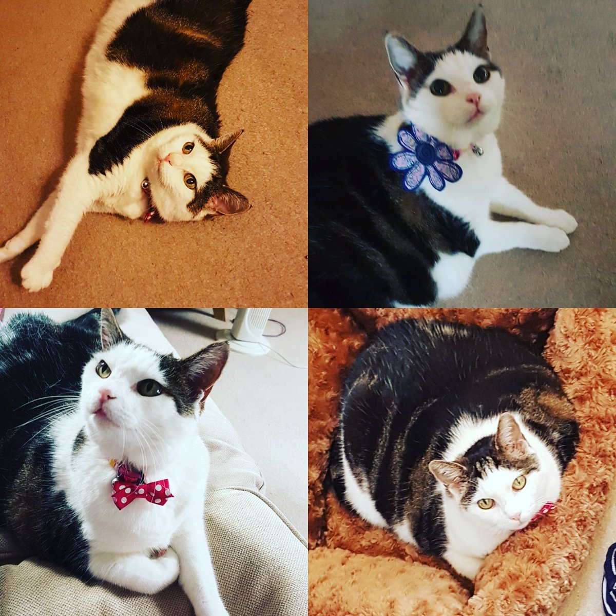 natbettinson's tweet photo. It's #InternationalCatDay so a great excuse to show off my beautiful little feline diva #rubythecat 🐱🐈🐾 #CrazyCatLady #purrfection #rescuekitty https://t.co/h9pBasxNqF