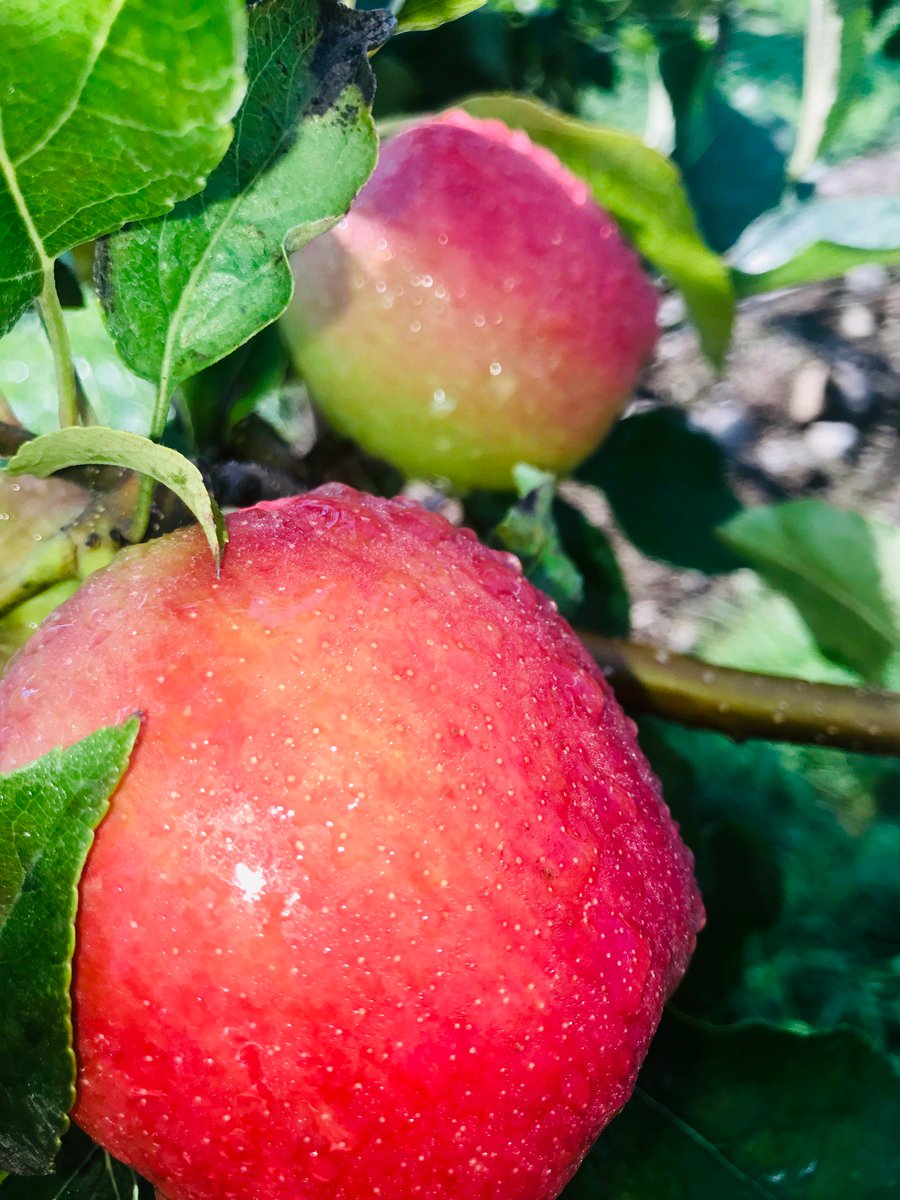 SnapDragonApple's tweet photo. Oh me, oh my!
Look at these little Snappy-Snaps! They're finally starting to get some color! I can almost taste them!
#TheSnapIsBack #SnapDragonApples https://t.co/bk4v7Qprnj