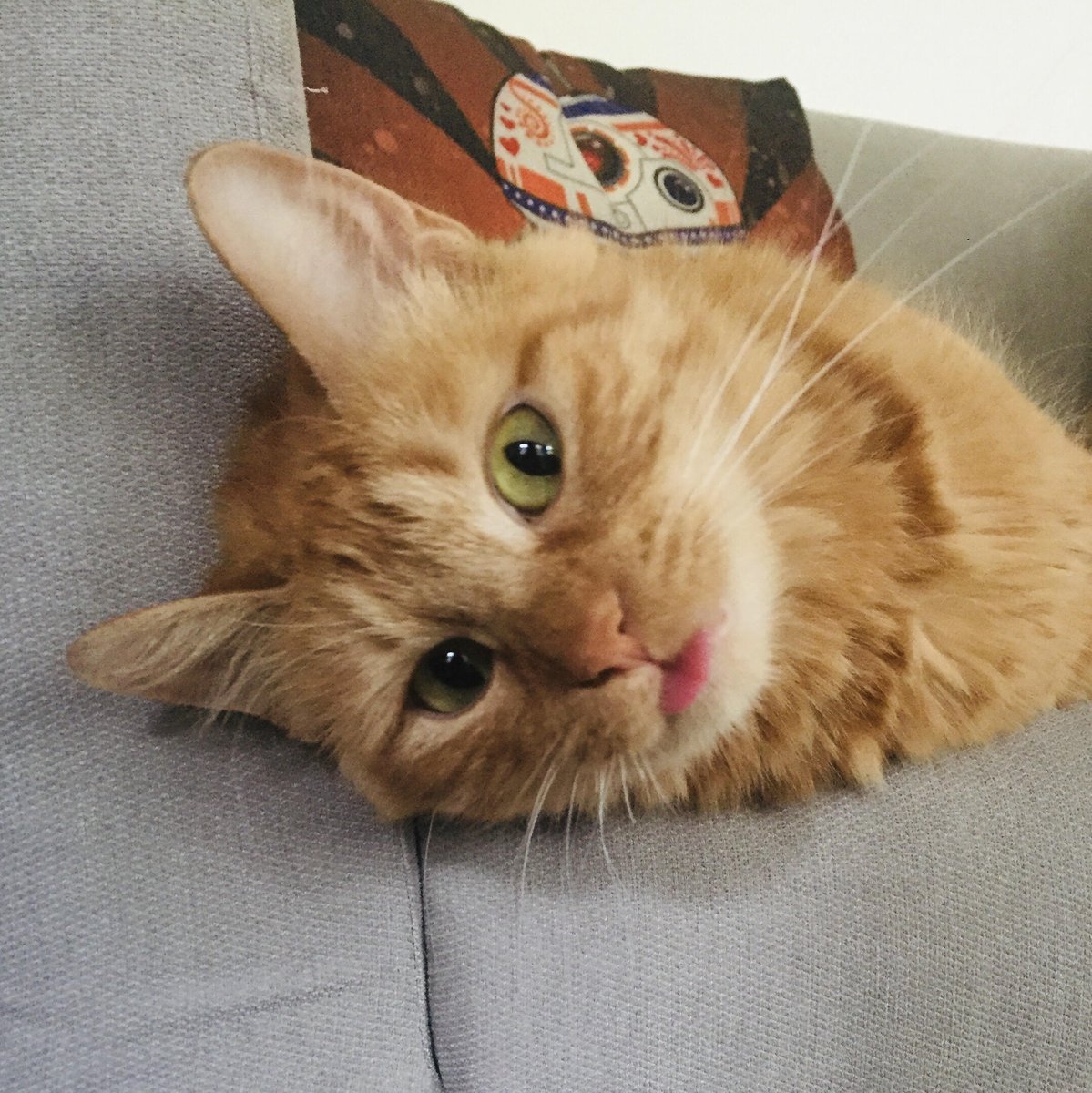 lawrencelibrary's tweet photo. Molly, the smoliest of the smols, goddess of the window seat, destroyer of bugs, and yeller of many hours, is the queen of Teen Librarian Centi's heart. #InternationalCatDay #LPLcats #LFKpets https://t.co/RZ94iBW8FT
