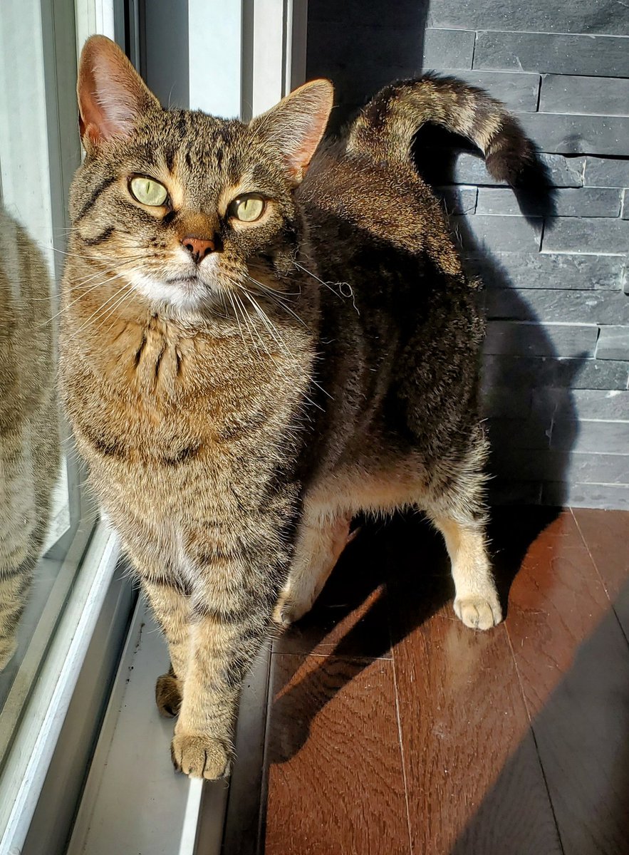outtaherefolks's tweet photo. In honor of #InternationalCatDay I'm sharing images of my grandkitty, Ori. I had the pleasure of kitty-sitting her while her human parents we're on vacation this past July. She knows she's gorgeous 😸🙄  #cat #cats #itsacatslife https://t.co/hyYHtJ3OxF