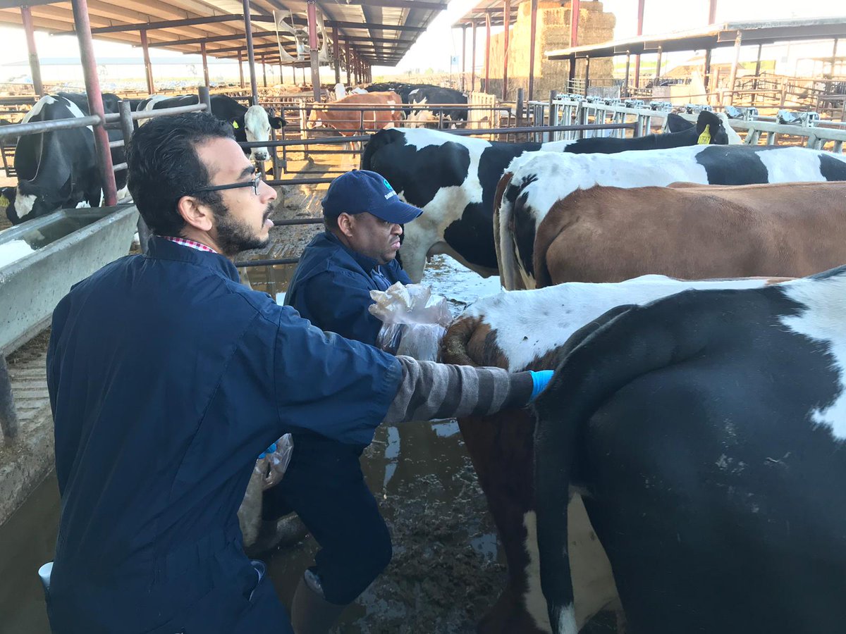 UCDavisAMR's tweet photo. Understanding the complex pathways between on-farm drug use and antimicrobial resistance in livestock will guide efforts to protect lives from future infections. Our research team is concluding a one year study looking at the resistance trends in bacteria from adult dairy cows. https://t.co/b1LLzXkVRg