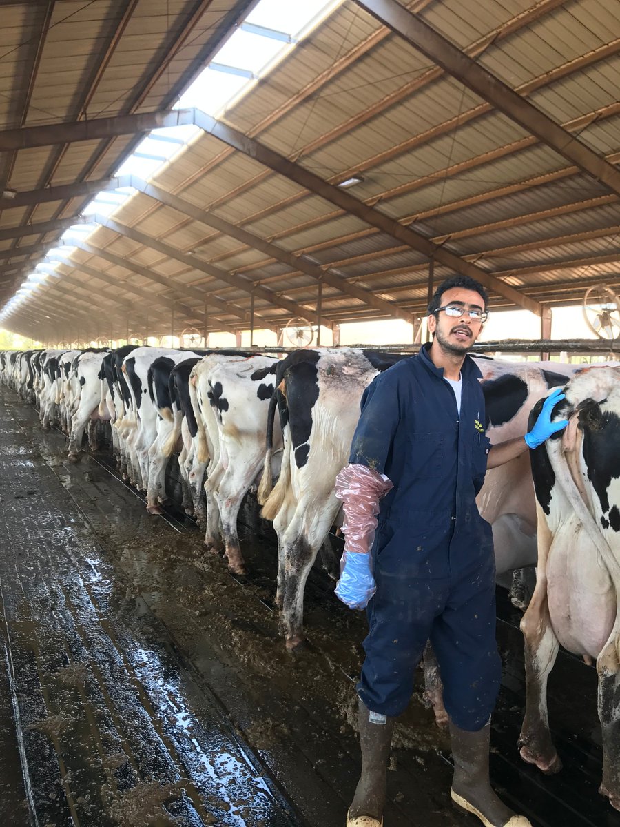 UCDavisAMR's tweet photo. Understanding the complex pathways between on-farm drug use and antimicrobial resistance in livestock will guide efforts to protect lives from future infections. Our research team is concluding a one year study looking at the resistance trends in bacteria from adult dairy cows. https://t.co/b1LLzXkVRg