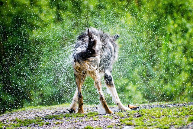 RArmuellesV's tweet photo. Sometimes you simply have to shake off excesses. https://t.co/s5OpPQmksJ