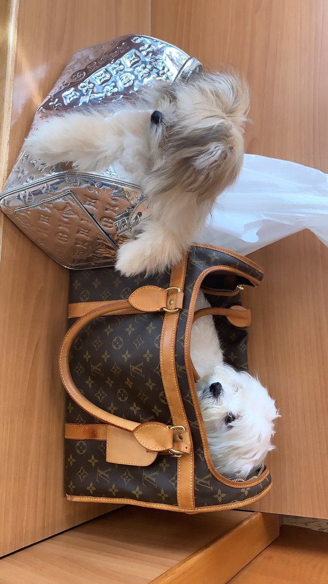 selarlene's tweet photo. Vet appointments with the most stylish https://t.co/rc8jdSstg7