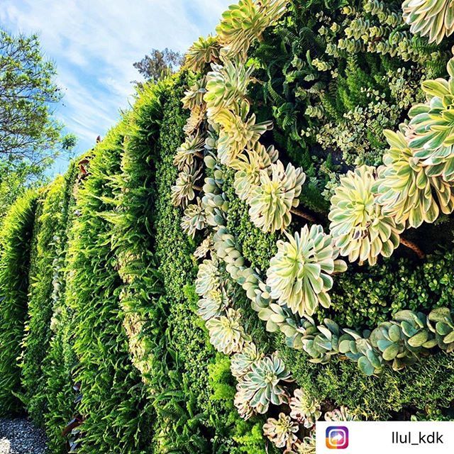 We just adore this angle captured by @llul_kdk of our #livingwall here at the Garden! Stop by and see how it has filled in over the summer!
.
.
.
.
#SouthCoastBotanicGarden #SouthBay #SCBGarden #BotanicGarden #OptOutside #NatureAwaits #LA #LosAngeles #So… ift.tt/33lk9q1
