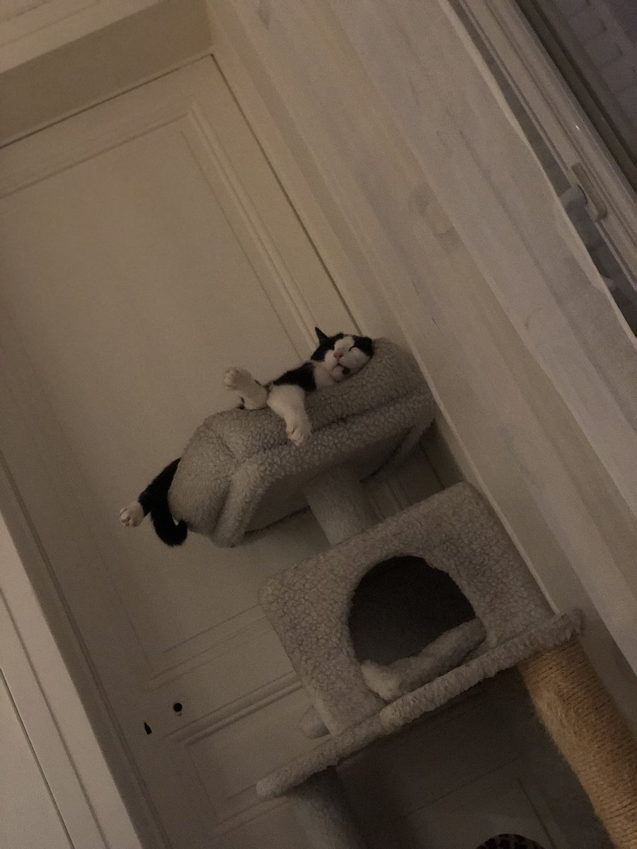 #InternationalCatDay-Seems like he couldn't care less !