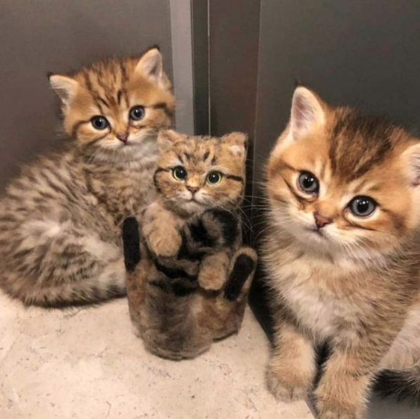 Would you adopt them? 😹 RETWEET = YES 💖 l Source: Unknown

🔔 Don't miss out on any post - turn notifications ON

#instacats #cat #cats #kitty #pet #meow #pets #kittymeow