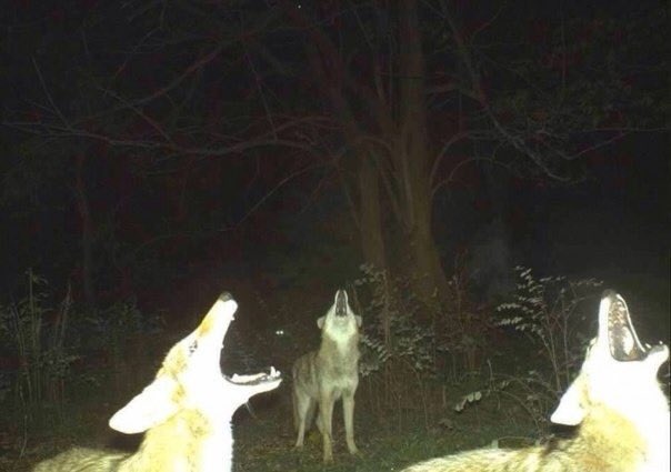 Phenomena tweet media