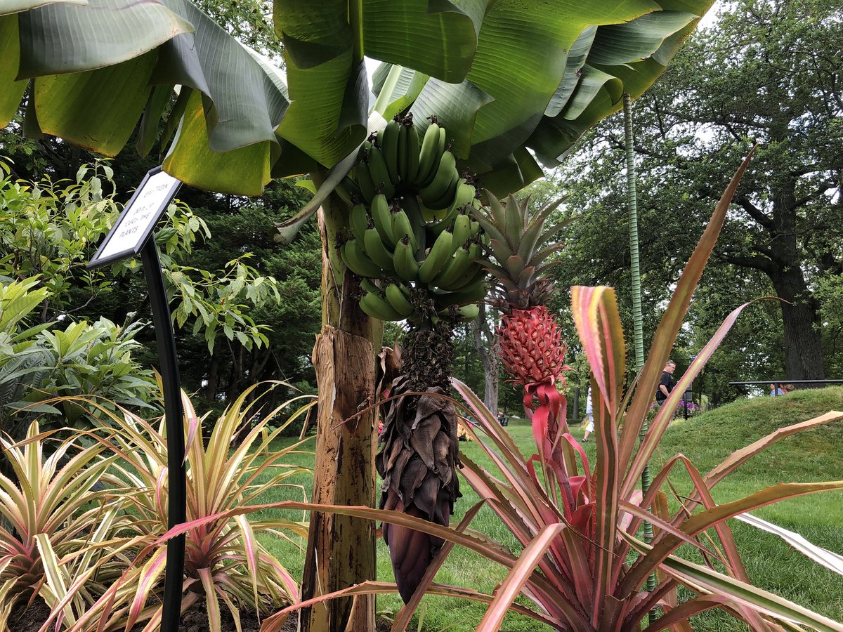 People are going bananas at the Halifax Public Garden admiring the new tropical plant display. <a href="/globalhalifax/">Global Halifax</a>