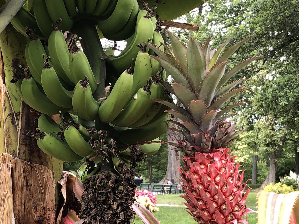 WOickle's tweet photo. People are going bananas at the Halifax Public Garden admiring the new tropical plant display. @globalhalifax https://t.co/FChopvB1Vw