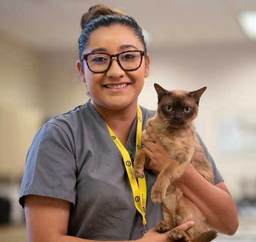 CarringtonEdu's tweet photo. Whatโs better than getting to hang out with these furry friends while at school?๐ฑHappy International Cat Day! #VeterinaryAssisting #CarringtonCollege #vettech https://t.co/yhwbz24Jyb