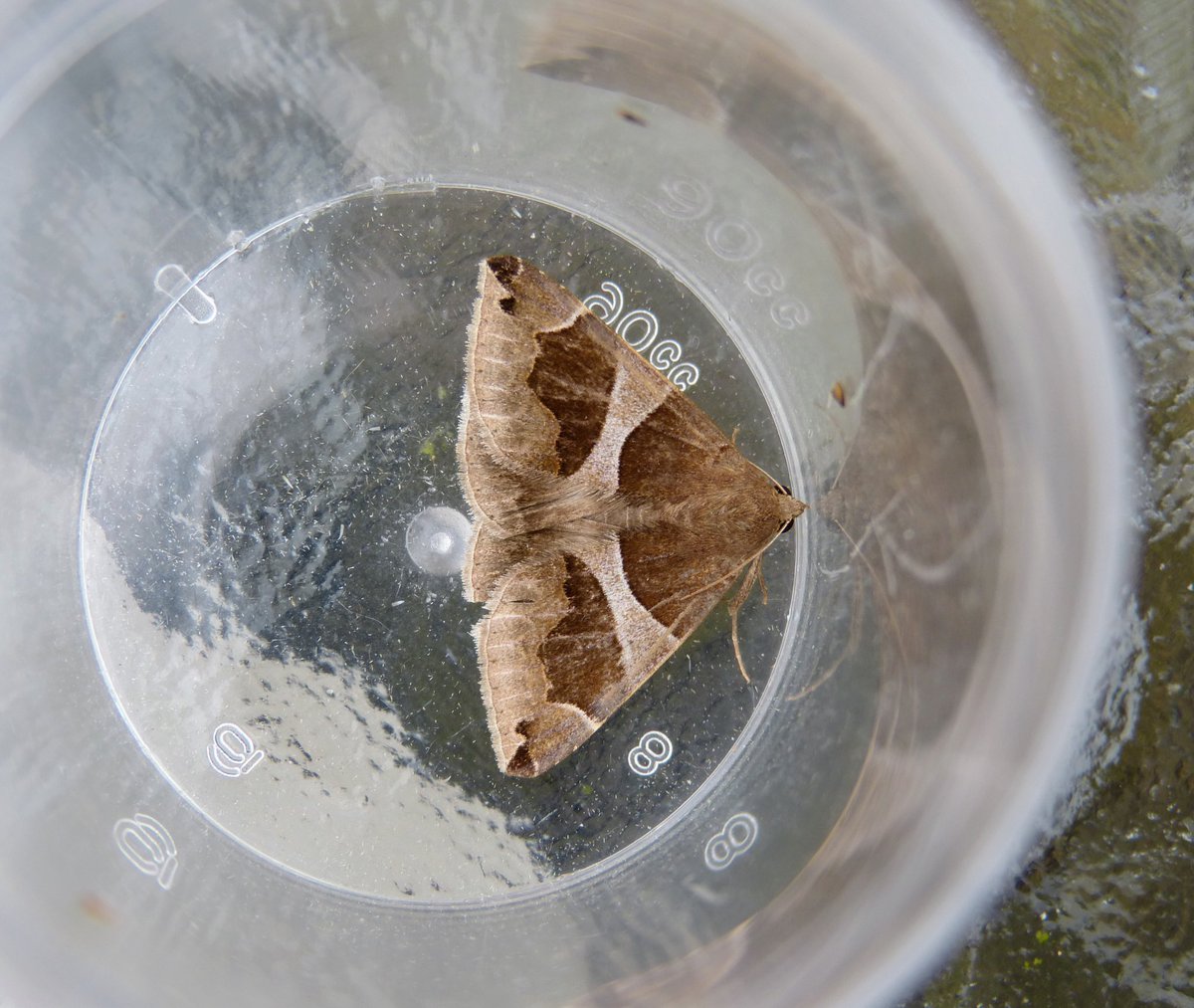 norfolkbirder's tweet photo. On this night 4 years ago, this Passenger found its way into my garden. According to ⁦@MigrantMothUK⁩ conditions tonight are promising. What will tomorrow bring? #TrapsOn #MothsMatter https://t.co/bBx3YRoE8u