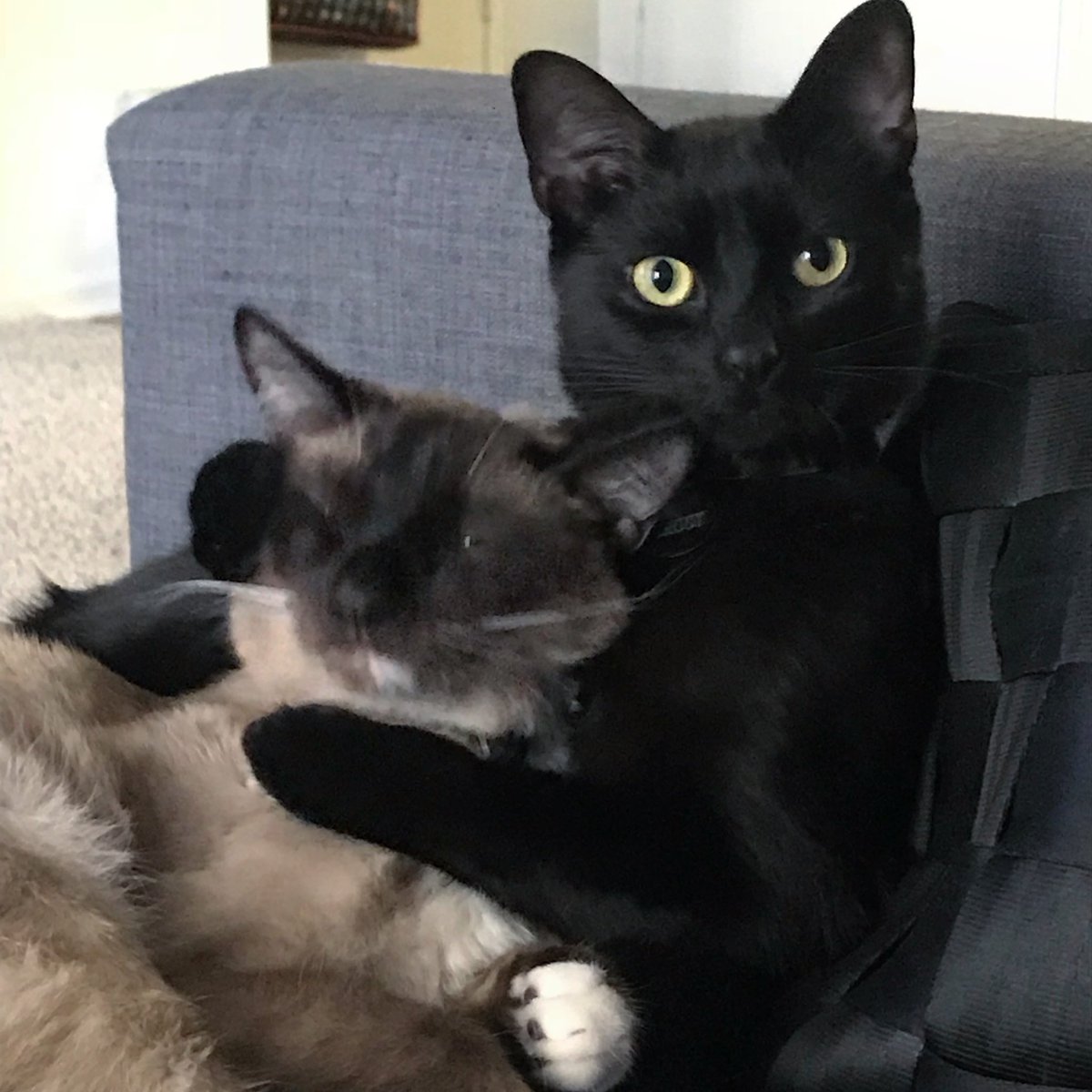 rocketandgrooty's tweet photo. happy #InternationalCatDay. 😹🖤 #tbt https://t.co/kh6VrjM22a
