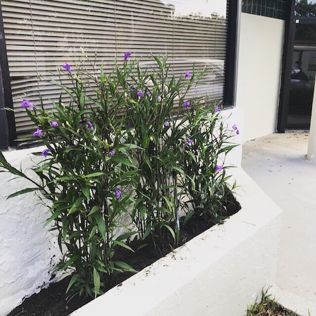 GCSdevelopGroup's tweet photo. Commercial Landscape 😍#ruelliapurple#ruellia #ruellias #landscapeinstallation #bromeliad #landscaping #mulch #landscapingservices Call us for Estimate 954-240-0589 or you can send an E-mail at info@gcsdevelopmentgroup.com https://t.co/zoLBOJHOVr