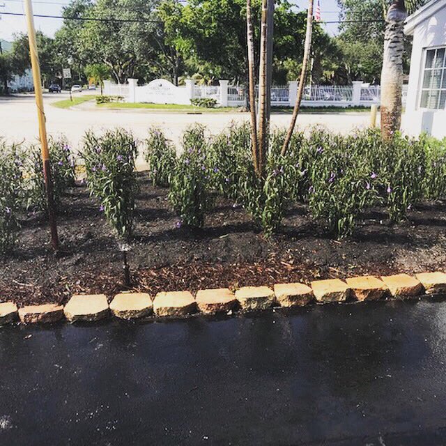 GCSdevelopGroup's tweet photo. Commercial Landscape 😍#ruelliapurple#ruellia #ruellias #landscapeinstallation #bromeliad #landscaping #mulch #landscapingservices Call us for Estimate 954-240-0589 or you can send an E-mail at info@gcsdevelopmentgroup.com https://t.co/zoLBOJHOVr