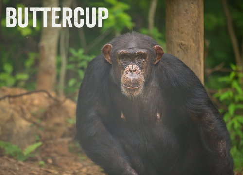 projectchimps's tweet photo. Haven't voted for our 2020 calendar cover? Inconceivable! Buttercup (who can a bit of a princess at times) is one of four finalists. Sign up to get our news and we'll email the survey: https://t.co/1rc2TKP5zM Then you can vote "as you wish."π
#ButtercupChimp #ThePrincessBride https://t.co/dk7DwUiy3p