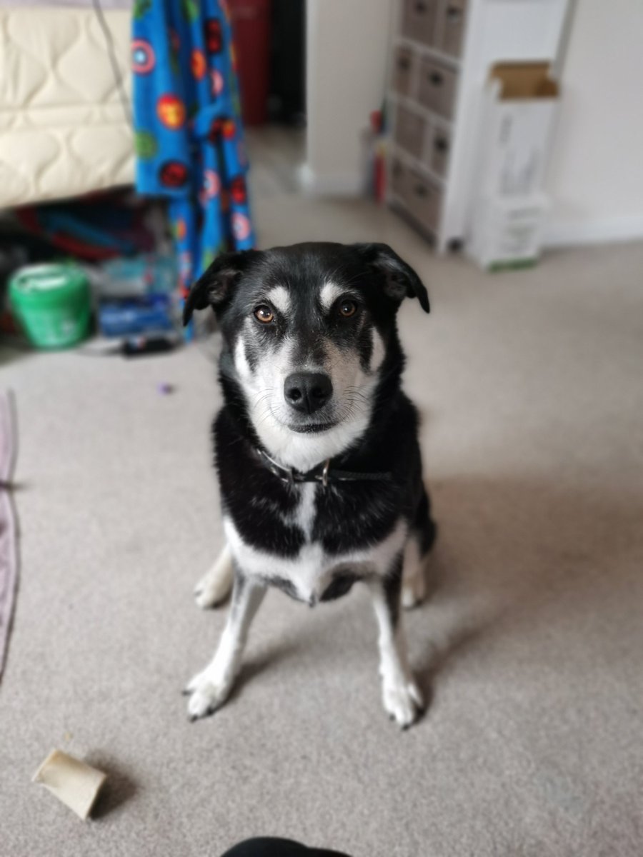 JefferiesKaylyn's tweet photo. @RachelleSwannie Our baby girl wally! https://t.co/drkR9ktxq5