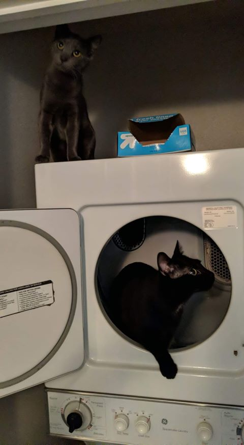lawrencelibrary's tweet photo. "I'm obsessed with my cats. Here are Romeo (black) and Thea (Russian blue)." - Mary, Youth Services
#InternationalCatDay #LPLcats #LFKpets https://t.co/FNQO3PPeuP