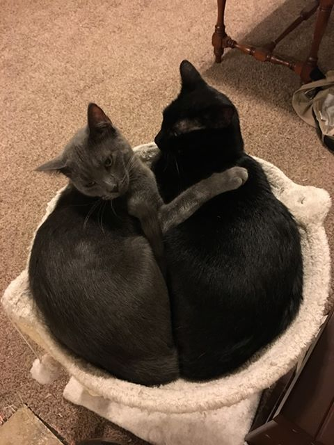 lawrencelibrary's tweet photo. "I'm obsessed with my cats. Here are Romeo (black) and Thea (Russian blue)." - Mary, Youth Services
#InternationalCatDay #LPLcats #LFKpets https://t.co/FNQO3PPeuP