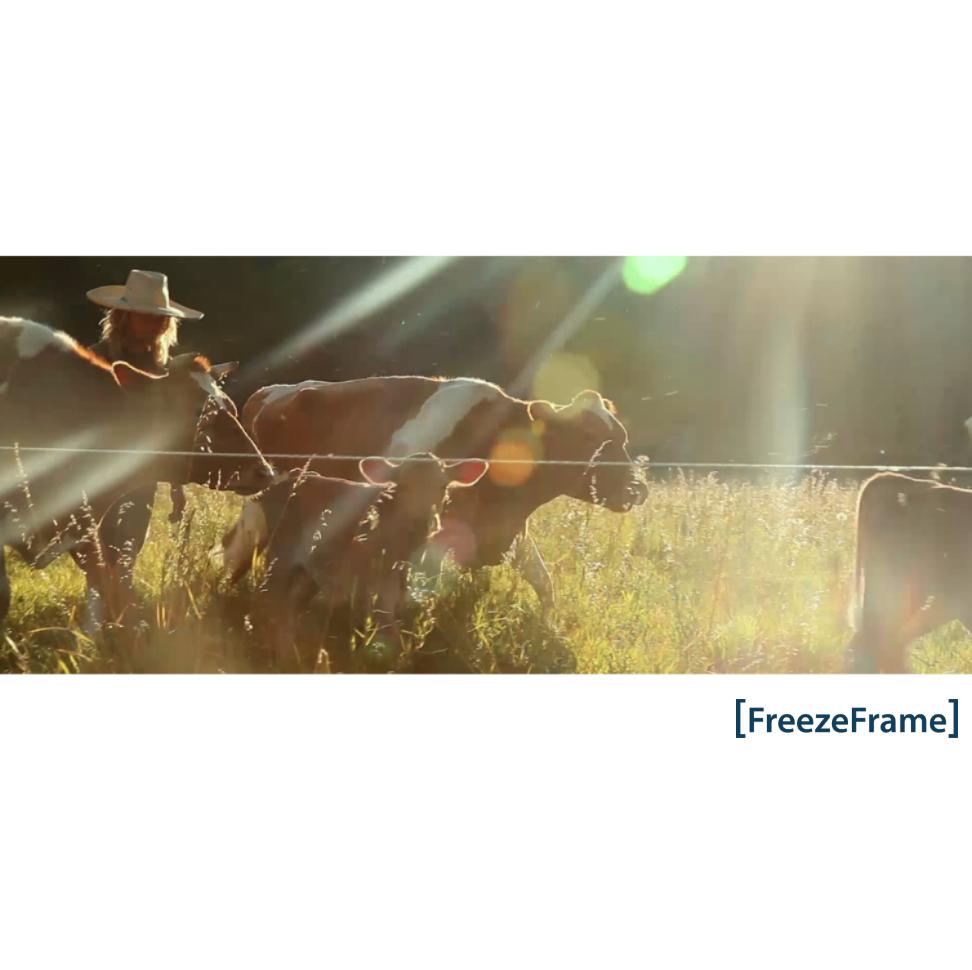 skytheory's tweet photo. Happy cows!

Location: Carbondale, Colorado

#FreezeFrame #StillPhotography #Carbondale #Colorado https://t.co/iPUa9PvLza