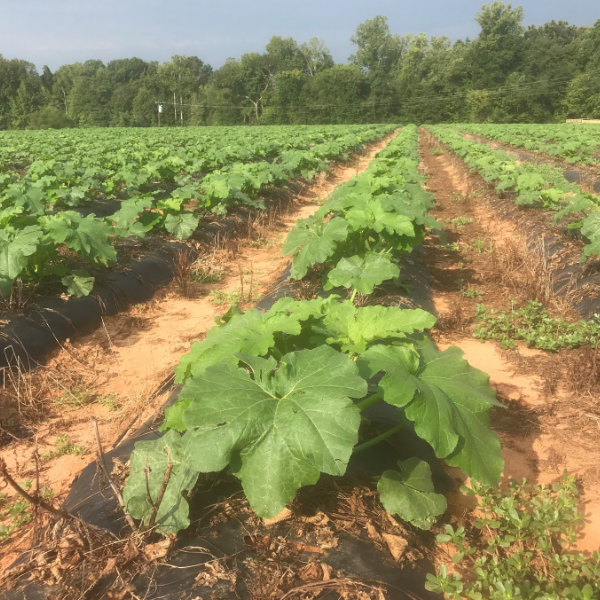 Patterson_Farm's tweet photo. Our pumpkins are growing fast, and that means fall is on the way! 🎃 We're eagerly preparing to welcome the season in style, with a brand new themed corn maze and so much more! Visit our website at https://t.co/DTzieXN0wQ. Opening day is Sept. 21! #FallFun #CornMaize #Agritourism https://t.co/PH2c0C5124