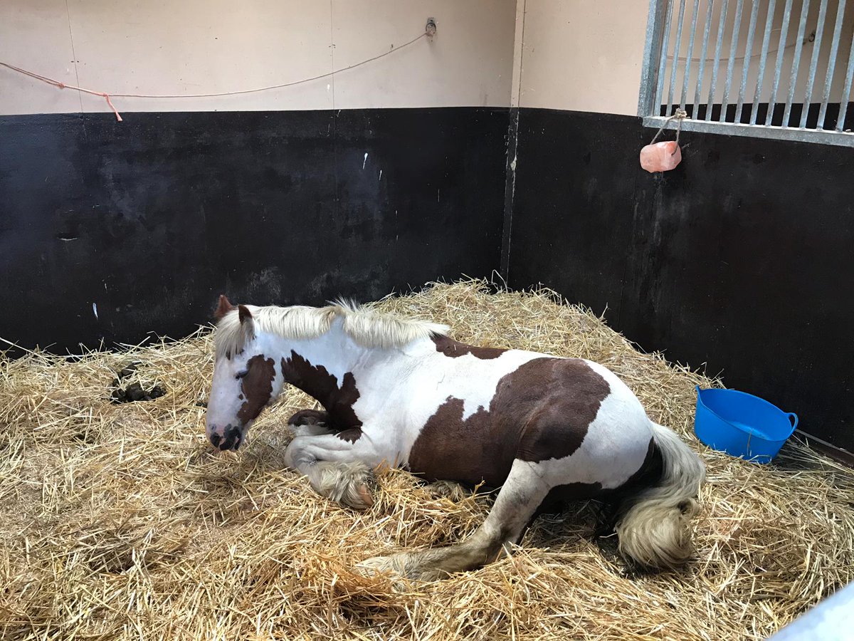 Ocean having a nap this morning. #relaxed #happypony #leeds #hopepastures