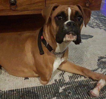 MissingPetsGB's tweet photo. 🐕*VERY URGENT*
#tripaw TILLY disappeared from her garden 7 Aug. She is VERY SICK &amp; may have liver failure. She needs her MEDICATION fast. She hasn't eaten for days with being sick.
#Missing from Western Drive #Leyland #PR25 https://t.co/BAFbRL1Ges  https://t.co/DuLeqGCgbj https://t.co/3iRTsq3ftm