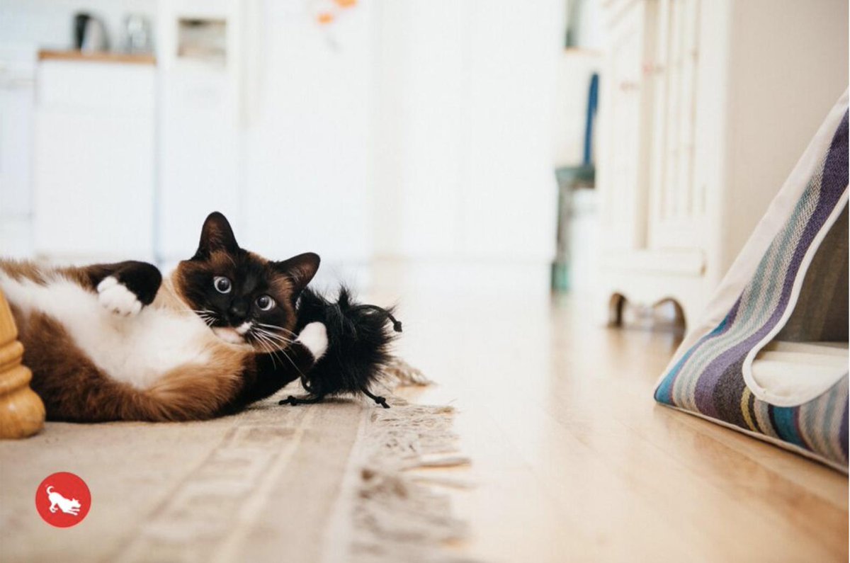 NetSuite's tweet photo. It’s #InternationalCatDay 🐱 and we’re sending love to every cat lover out there! Special shout-out to our customer @petplaysf for this “purr-fect” photo! ❤️ #PetsLovePLAY #petplays https://t.co/tB7vKaMlf5
