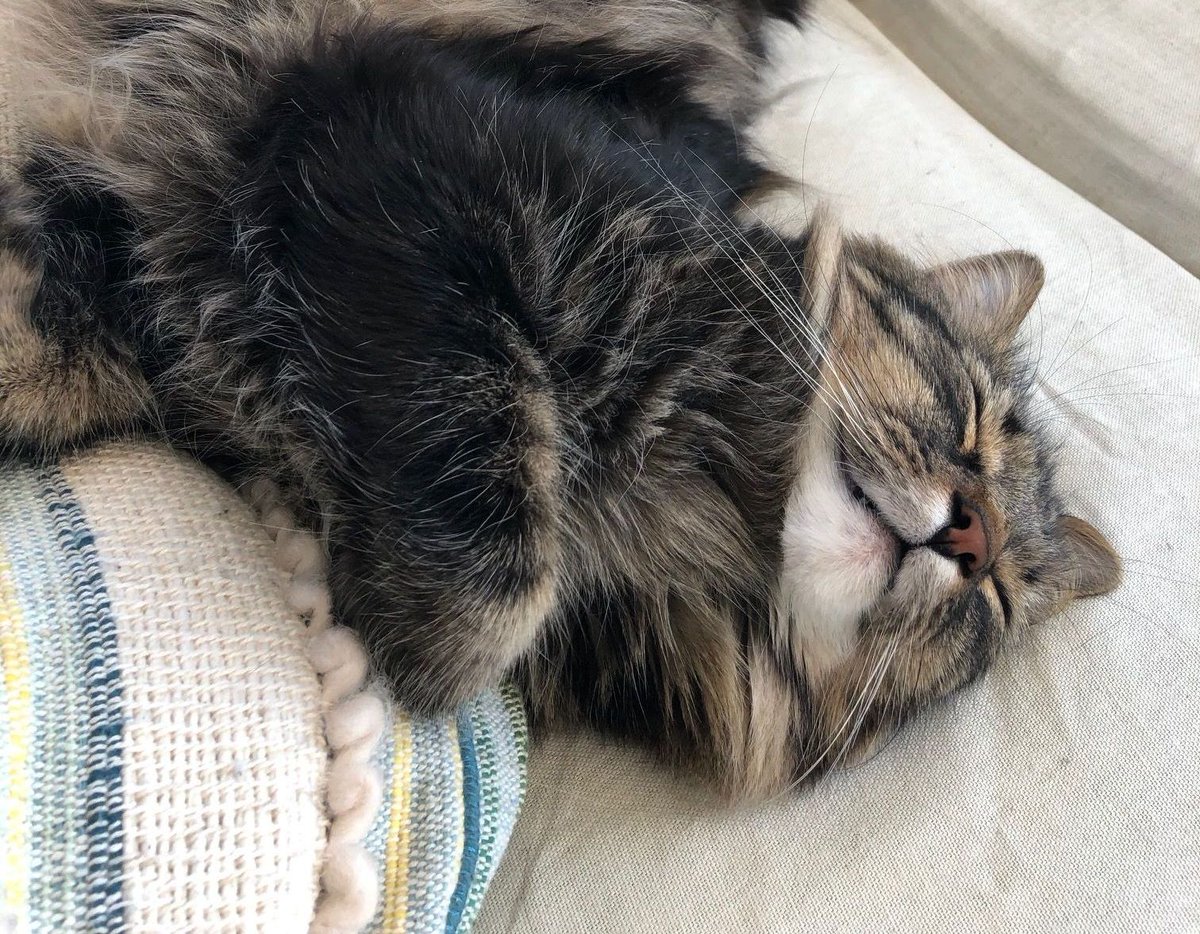 woodardcurran's tweet photo. 🐱 We interrupt this cat nap to wish you a happy #InternationalCatDay! 😻 #PetsofWC #SleepySam https://t.co/vtkyY9t3j5