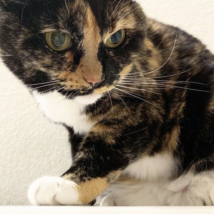 lawrencelibrary's tweet photo. Our Marketing Coordinator Heather shares a living space with:

Bunny (independent but loveable)
Willa (frail, sweet, codependent)
and Charlie Queso (so social that he crawls in bed with the neighbors)

#InternationalCatDay #LPLcats #LFKpets https://t.co/xNYJFB8dGQ