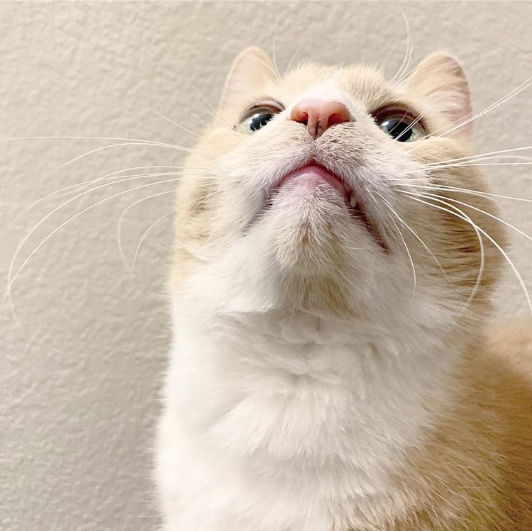 lawrencelibrary's tweet photo. Our Marketing Coordinator Heather shares a living space with:

Bunny (independent but loveable)
Willa (frail, sweet, codependent)
and Charlie Queso (so social that he crawls in bed with the neighbors)

#InternationalCatDay #LPLcats #LFKpets https://t.co/xNYJFB8dGQ