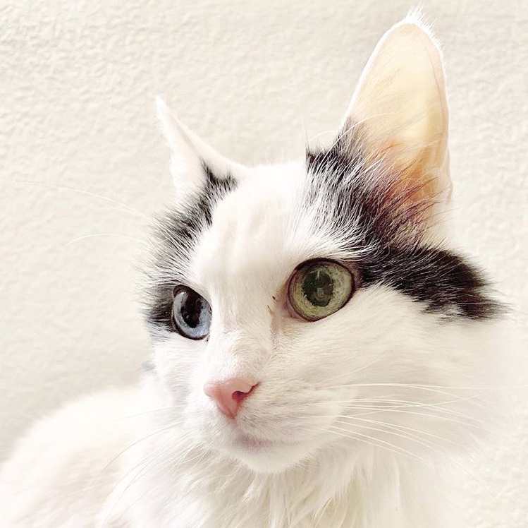 lawrencelibrary's tweet photo. Our Marketing Coordinator Heather shares a living space with:

Bunny (independent but loveable)
Willa (frail, sweet, codependent)
and Charlie Queso (so social that he crawls in bed with the neighbors)

#InternationalCatDay #LPLcats #LFKpets https://t.co/xNYJFB8dGQ